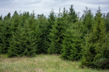 Arka plan yeşil ağaçlar orman