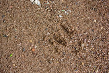 Kum yolda yaban domuzu