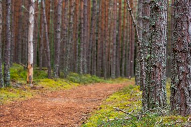 Viru raba, Estonya yolda yürürken orman