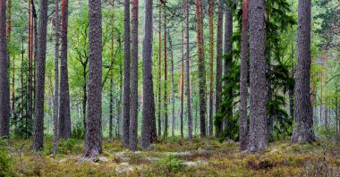 Orman yürüyüş arka plan ağaç