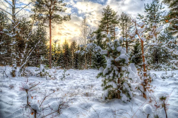 Forest Zonsondergang Sneeuw — Stockfoto