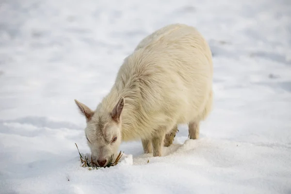 Cabra Invierno Comiendo — Foto de Stock