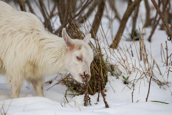 Ziege Winter Schnee Frisst Das Gras — Stockfoto