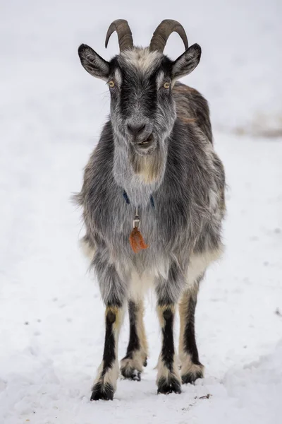 Ziege Winter Schnee — Stockfoto