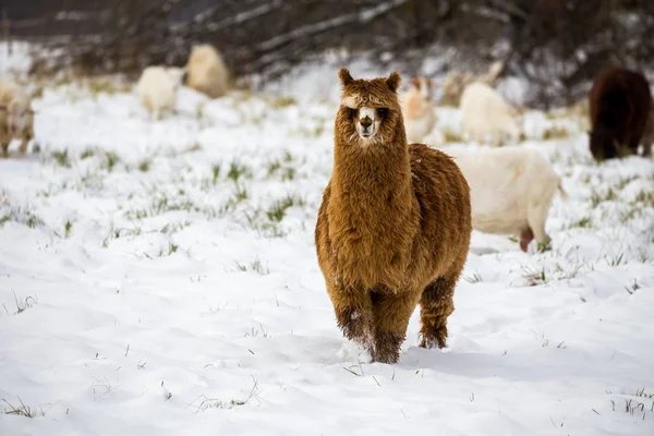 Lama Winter Beim Schneewandern — Stockfoto