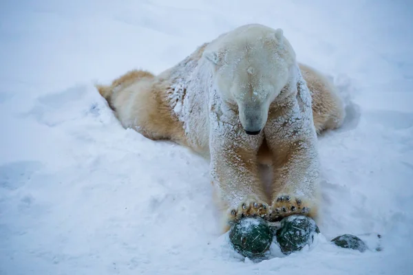 Weißer Bär Spielt Schnee — Stockfoto