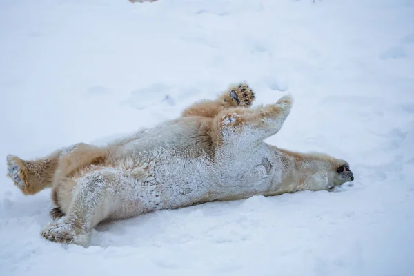 Weißer Bär Spielt Schnee — Stockfoto