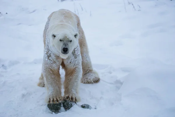 Urso Branco Brincando Neve — Fotografia de Stock