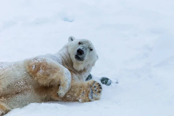 Λευκή Bear Παίζοντας Στο Χιόνι — Φωτογραφία Αρχείου
