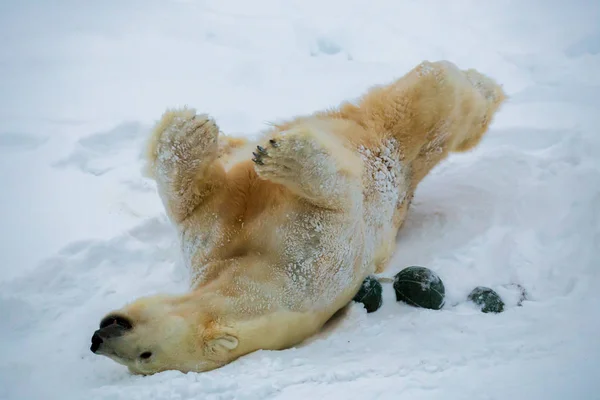 Weißer Bär Spielt Schnee — Stockfoto