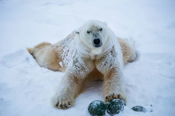 Urso Branco Brincando Neve — Fotografia de Stock