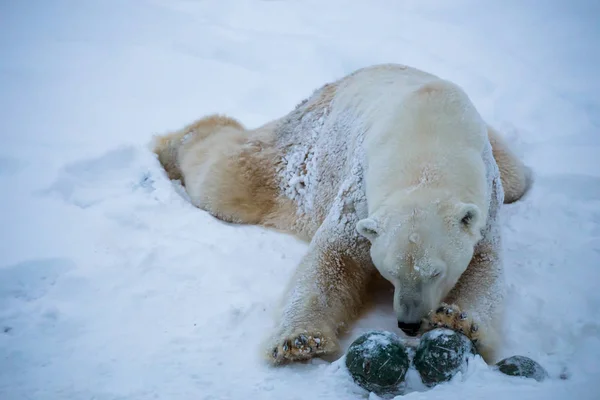 White Bear Playing Snow — Stock Photo, Image