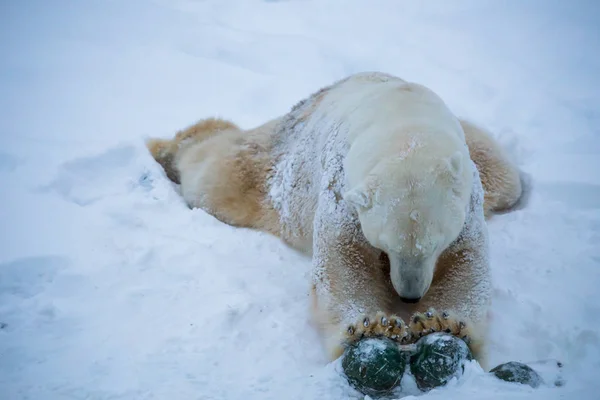 Weißer Bär Spielt Schnee — Stockfoto