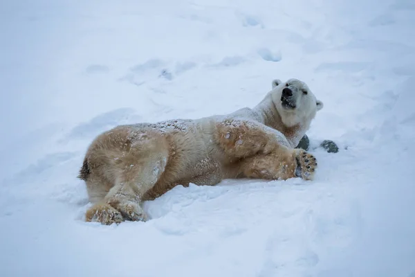 雪で遊ぶ白クマ — ストック写真