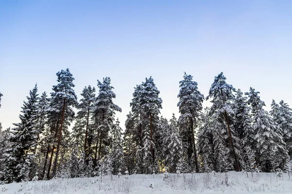 Winterwald Lappland — Stockfoto