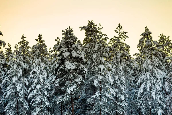 Foresta Invernale Lapponia — Foto Stock