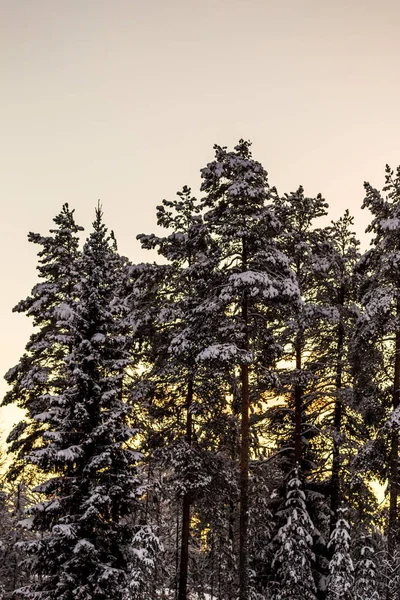 Foresta Invernale Lapponia — Foto Stock