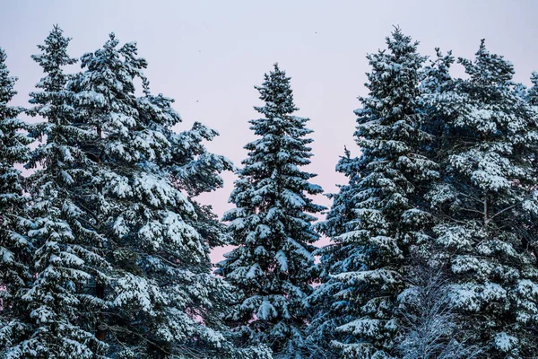 Forêt Hiver Laponie — Photo