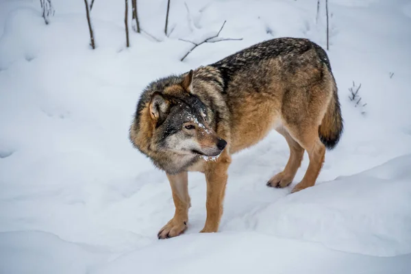 Red wolf at snow