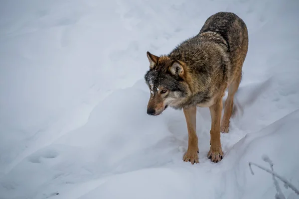 Red wolf at the snow