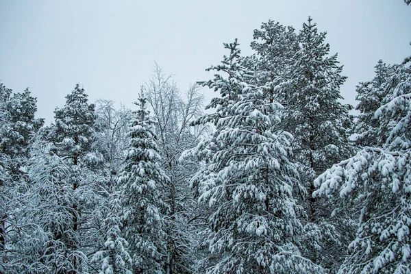 Зимний Лес Лапландии — стоковое фото