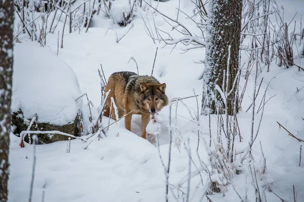 Red wolf at snow