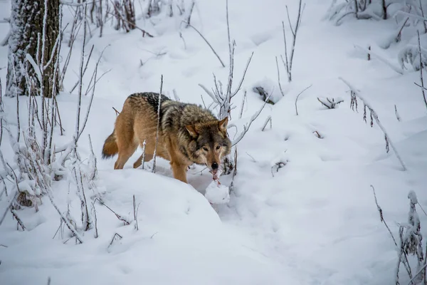 Red wolf at snow