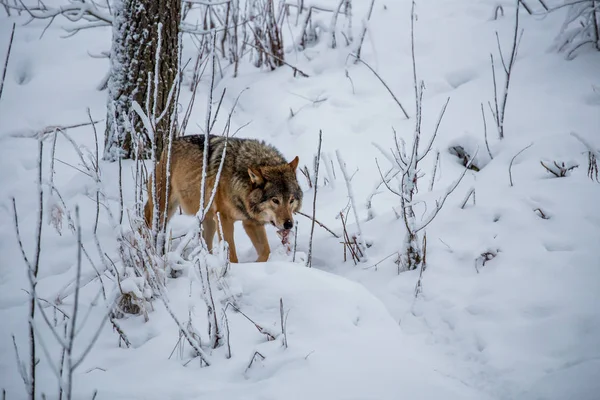 Red wolf at snow