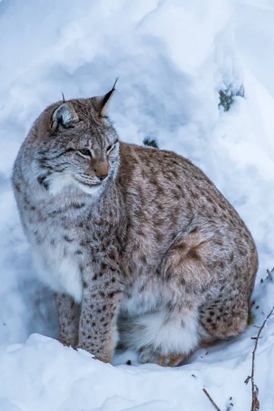 Luchs Winter Schnee — Stockfoto