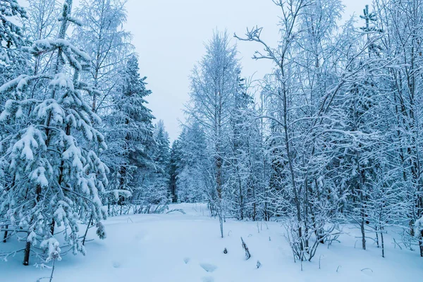 Winterwald Lappland — Stockfoto