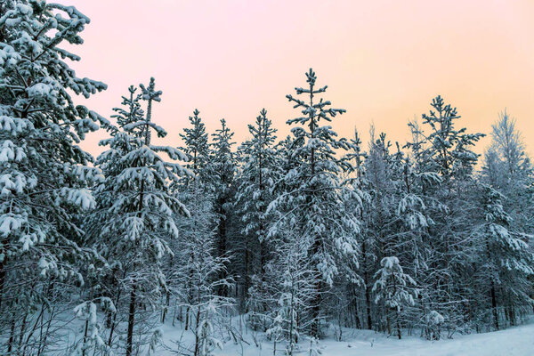 Winter forest in Lapland