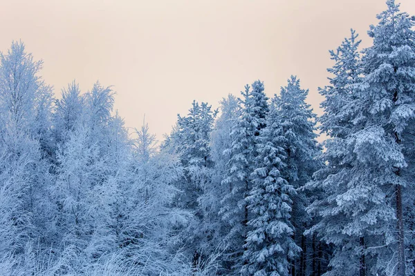 Winterwald Lappland — Stockfoto