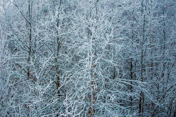 Floresta Inverno Lapônia — Fotografia de Stock