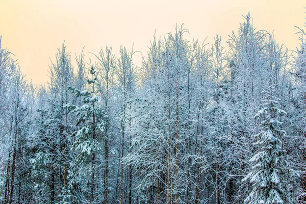 Winterwald Mit Sonnenuntergang — Stockfoto