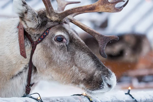 Weihnachtsmann Hirsch Porträt — Stockfoto