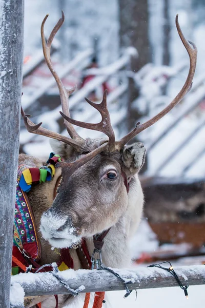 Ritratto Babbo Natale Cervo — Foto Stock