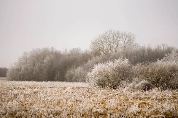 Zmrzlé Stromy Zimě — Stock fotografie