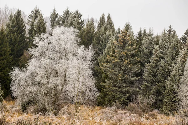 Bevroren Bomen Winter — Stockfoto