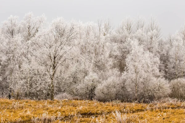 Eingefrorene Bäume Winter — Stockfoto