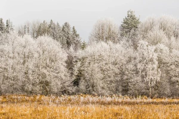 Bevroren Bomen Winter — Stockfoto