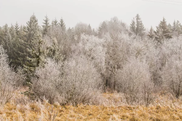 Eingefrorene Bäume Winter — Stockfoto