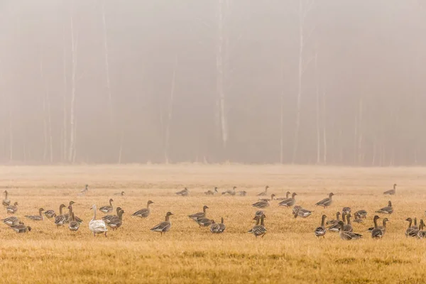 Eenden Het Veld — Stockfoto