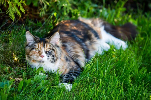 Katt Utomhus Maine Coon — Stockfoto