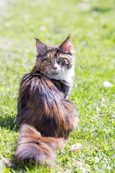 Kat Gras Buiten Maine Coon — Stockfoto