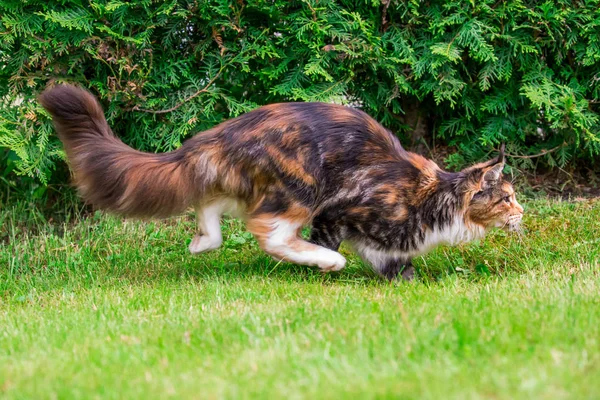 Chat Herbe Plein Air Maine Coon — Photo