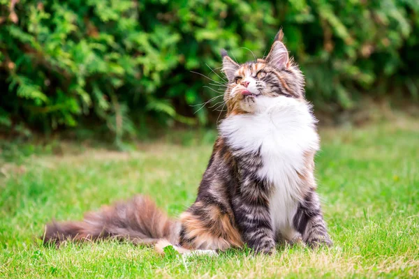 Füves Kültéri Maine Coon Macska — Stock Fotó