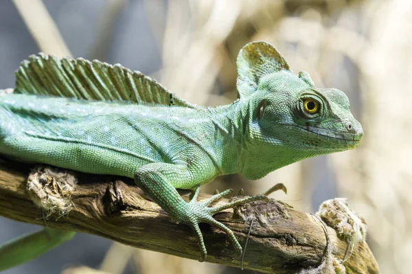 Китайский Азиатский Водяной Дракон Physignathys Cocincinus — стоковое фото