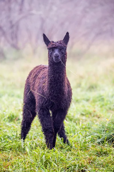 Animal Lama Joven Marrón — Foto de Stock