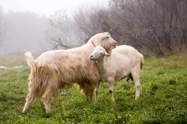 Deux Chèvres Blanches Amoureuses — Photo