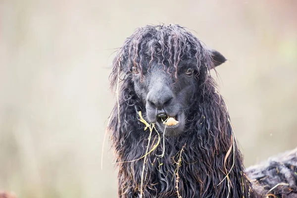 Animal Lama Comer Hierba — Foto de Stock